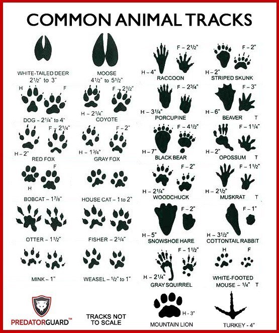 animal footprints identification