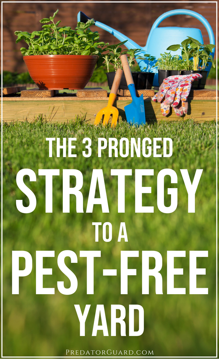 The-3-Pronged-Strategy-To-A-Pest-Free-Yard