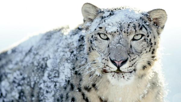 snow-leopard_grande