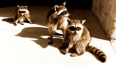 sepia-raccoons_large480