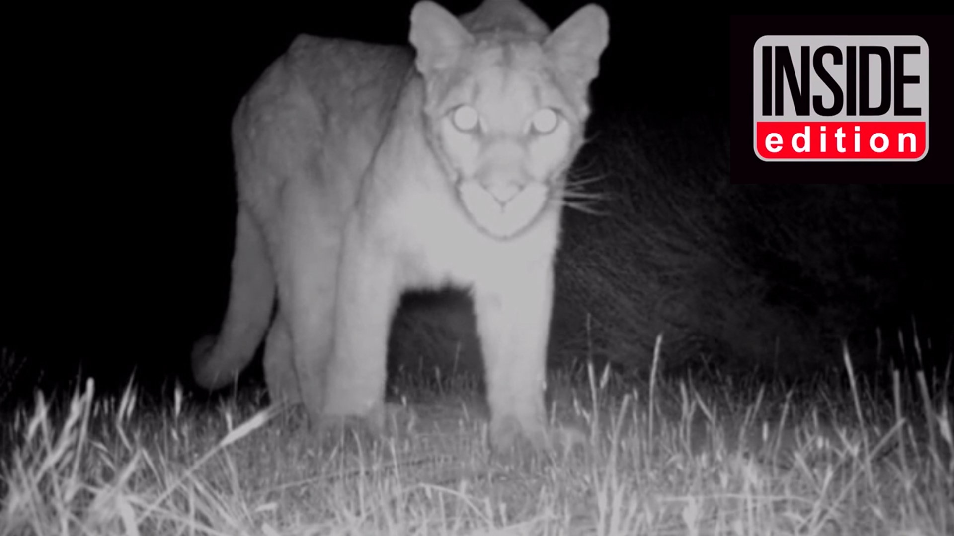 mountain-lion-video-image-no-title