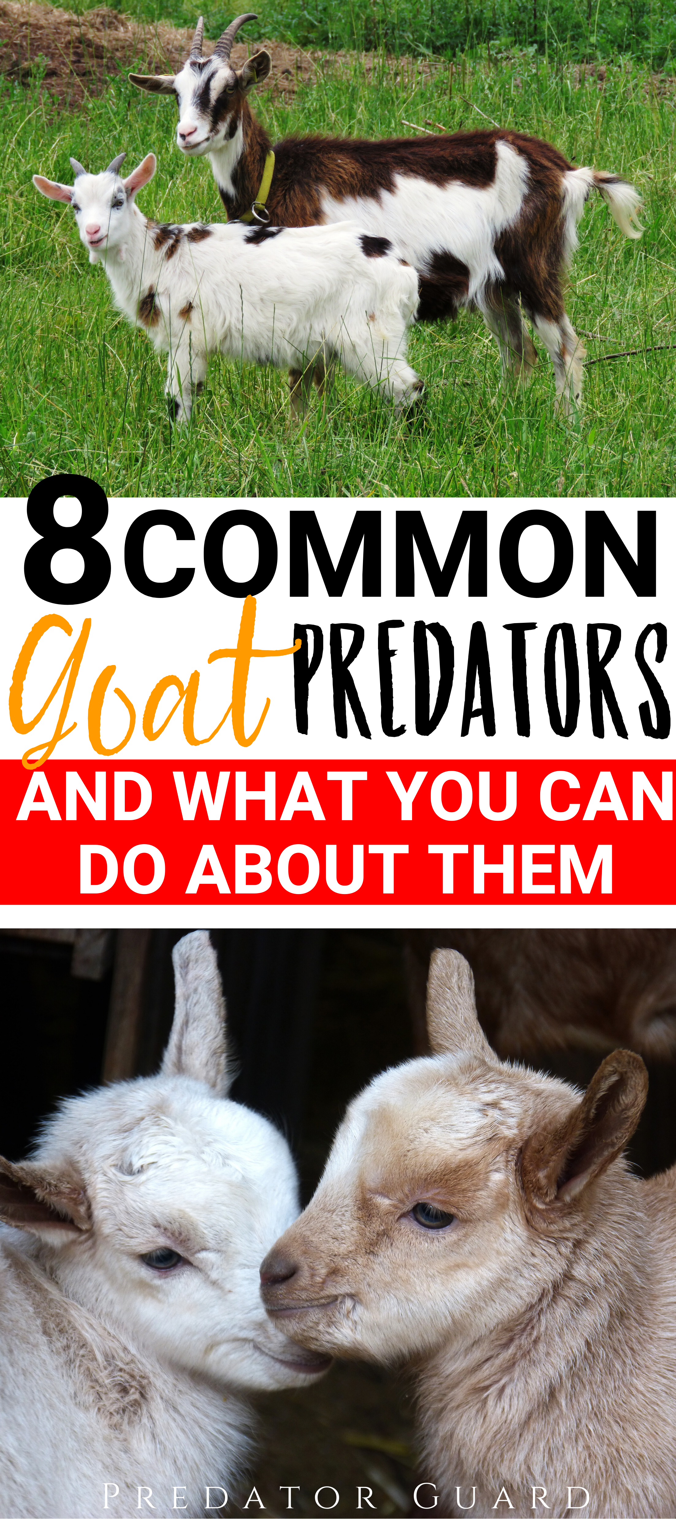Common Goat Predators and What You Can do About Them | Predator Guard