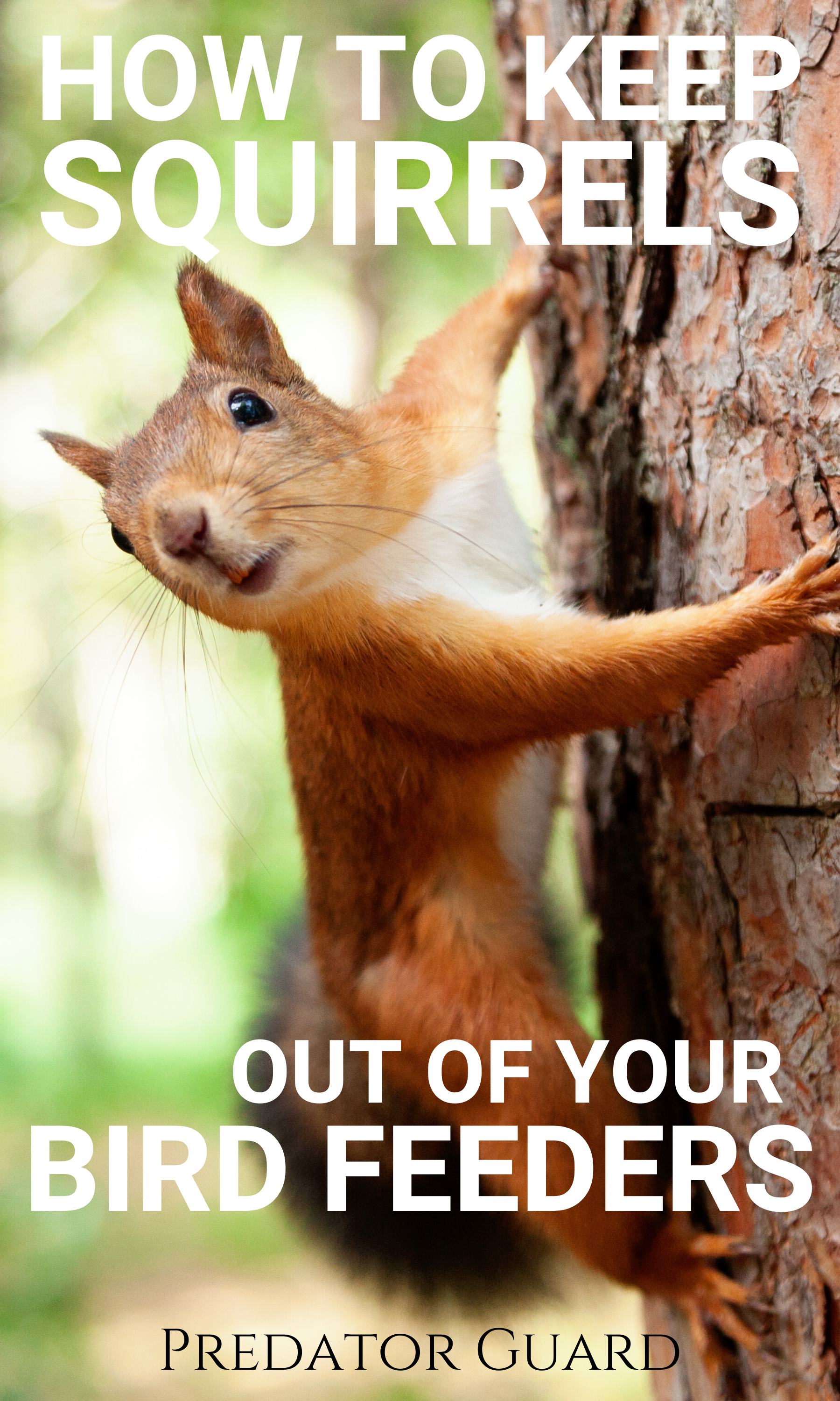 Predator Guard squirrel climbing on tree trunk