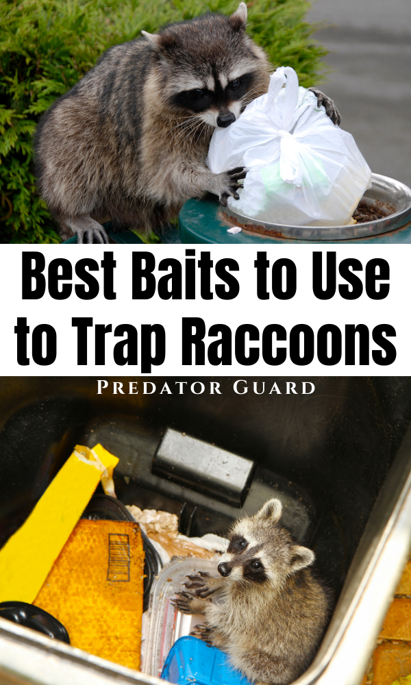 Best Raccoon Bait for Traps: What to Use to Trap Raccoons | Predator ...