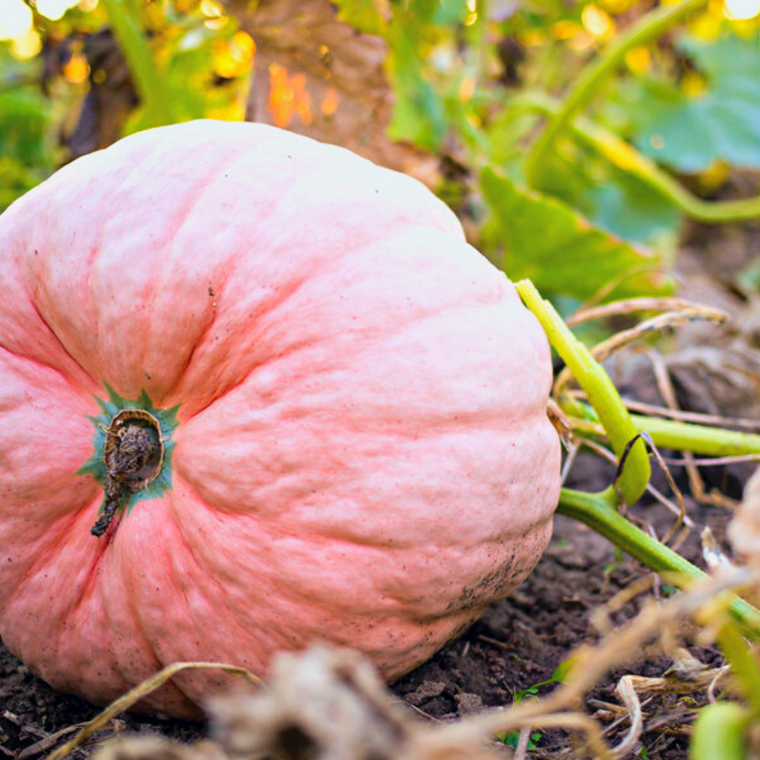 natural pink pumpkin